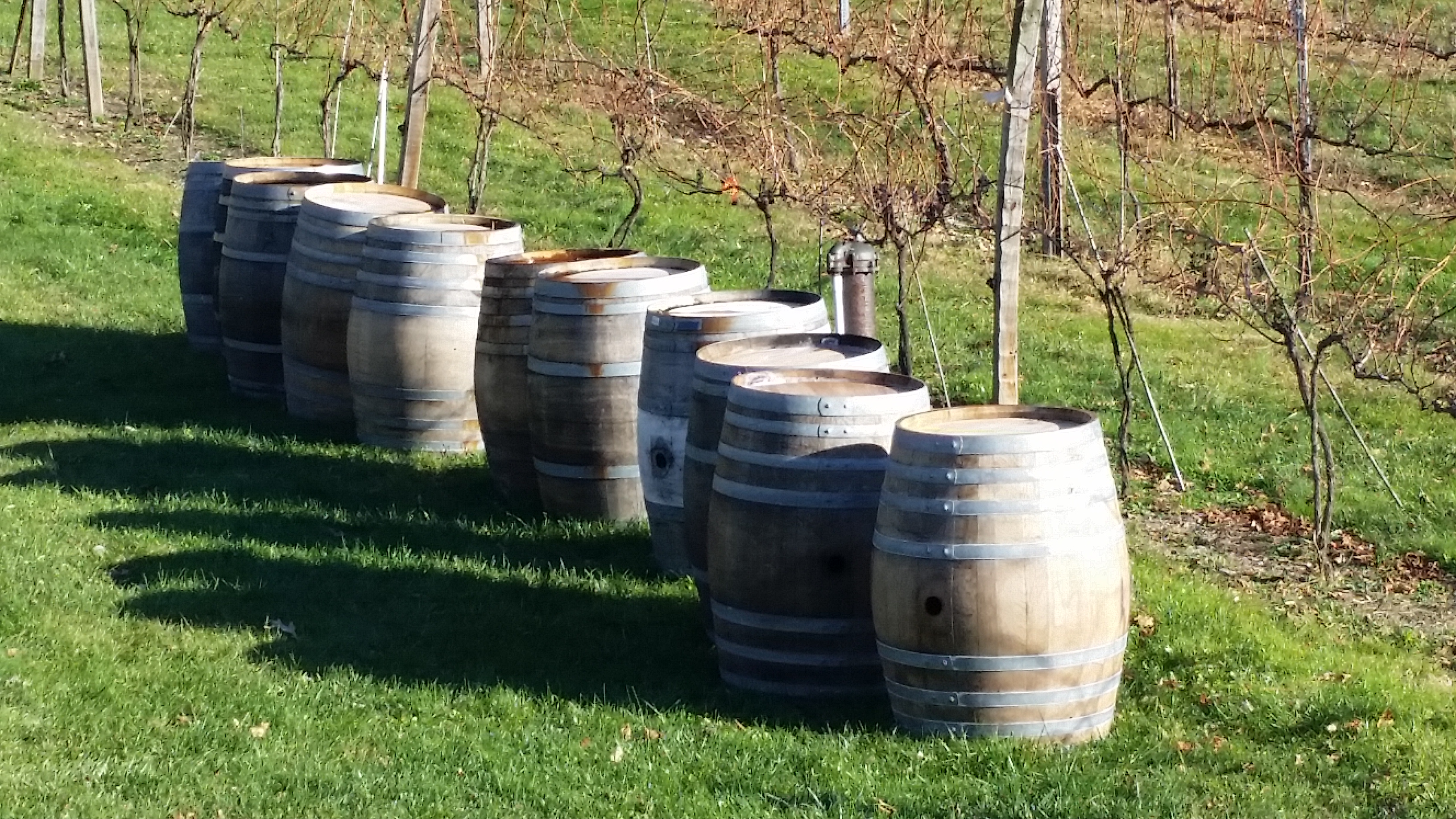 Wooden barrels lined up in a vineyard on a sunny day.