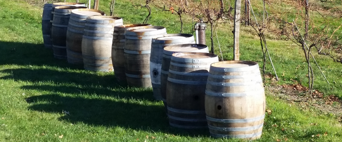 A row of wooden barrels outdoors in a grassy area.