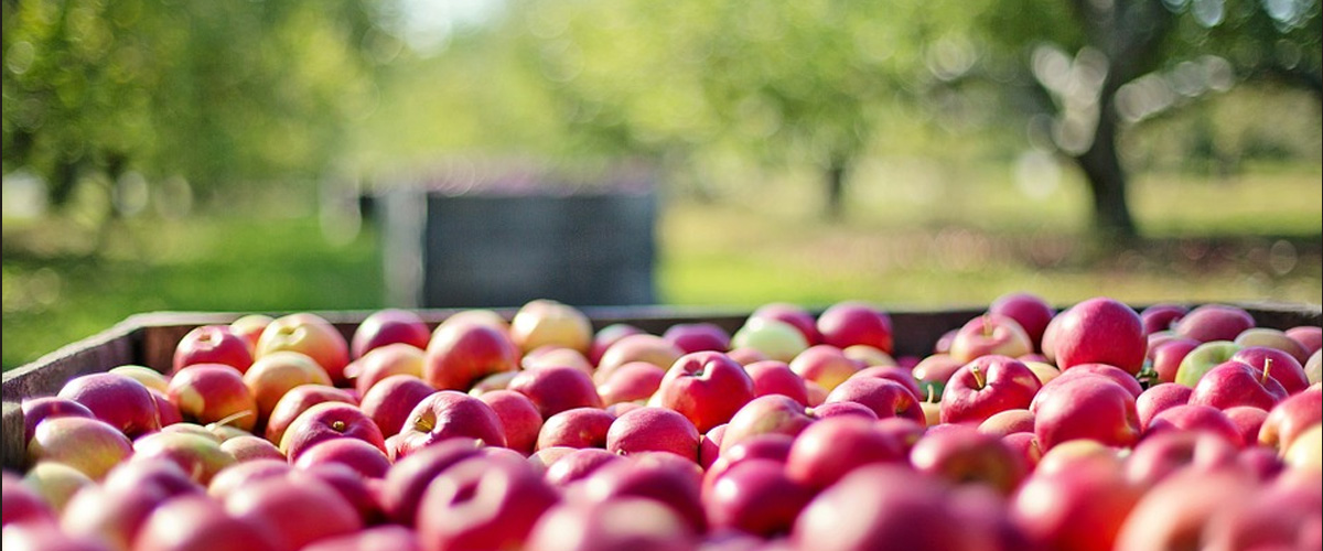 A pile of red apples outdoors with a blurred green background.
