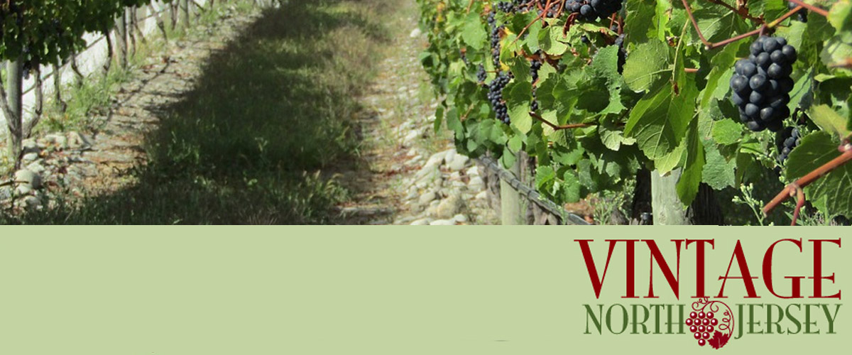 A vineyard path with lush grapevines and clusters of ripe grapes.