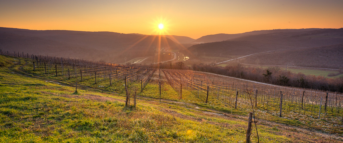 Sunset over a vineyard with rolling hills in the background.