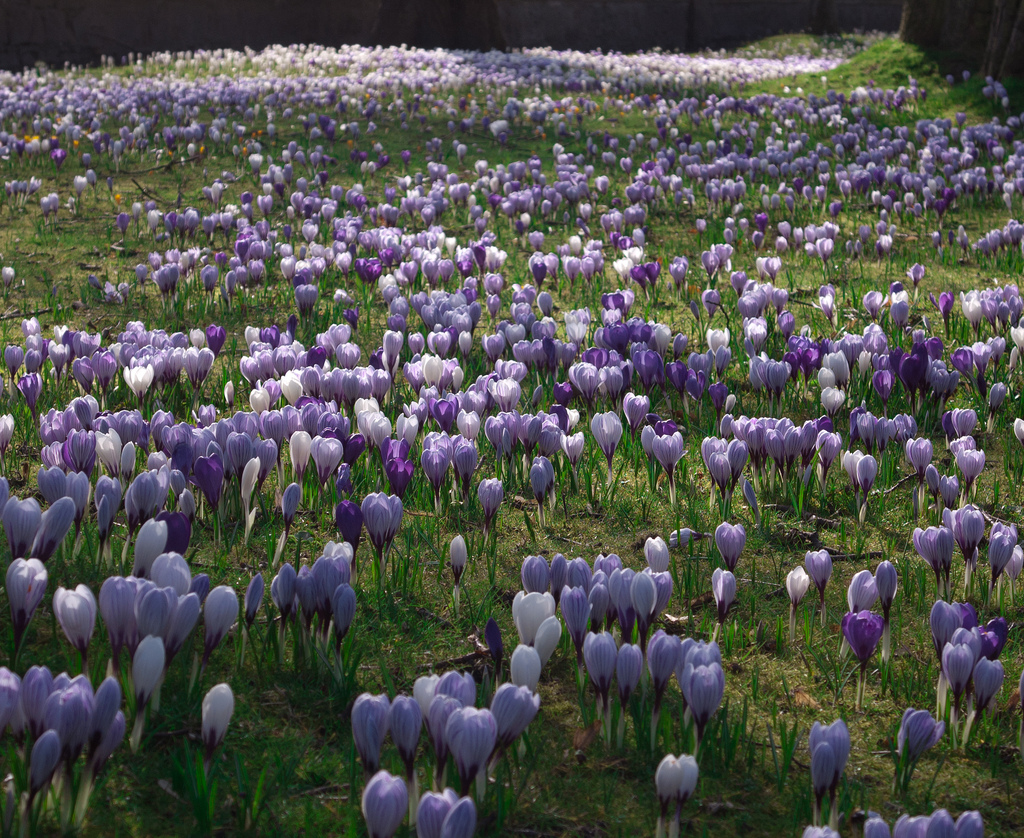 A vast field of purple and white crocus flowers in bloom.